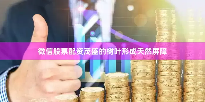 微信股票配资茂盛的树叶形成天然屏障